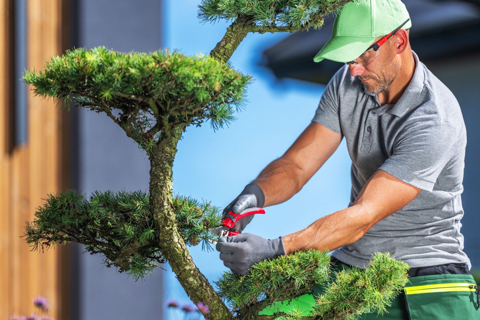 Professional Gardener Pruning Pine Tree in Residential Landscape Under Clear Blue Sky